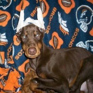 Meet your Posher, Heather